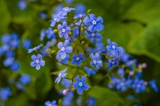 Forget-Me-Not Flowers