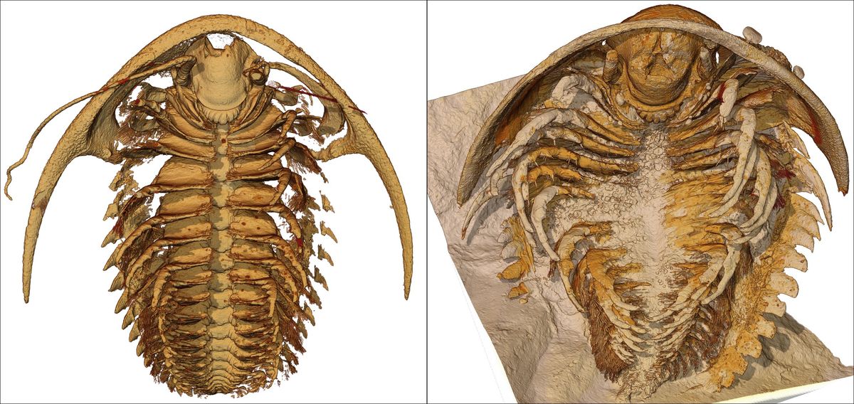 Stunning 3d Images Show Anatomy Of 500 Million Year Old Cambrian Trilobites Entombed In Volcanic Ash
