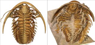 Comparação da visão ventral das reconstruções 3D de Protolenus (Hupeolenus) e Gigoutella mauretanica.