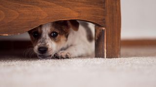 Nervous dog hiding under furniture 