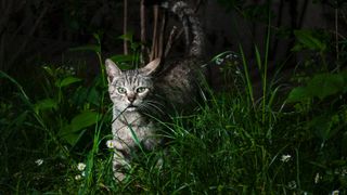 Cat outside at night