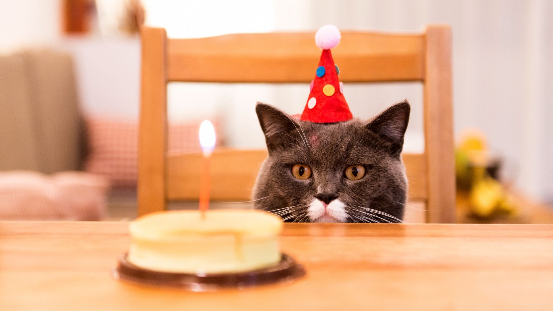 Котик в колпаке с днем рождения рисунок