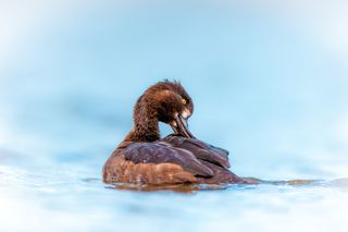 A Tufted Duck floats on water