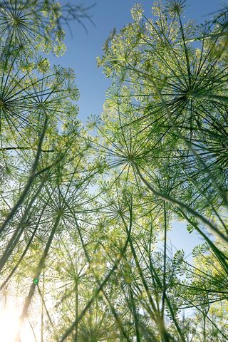 Blooming dill against the sky