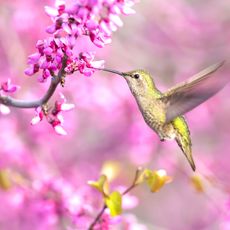 green hummingbird hovering near pink flowers