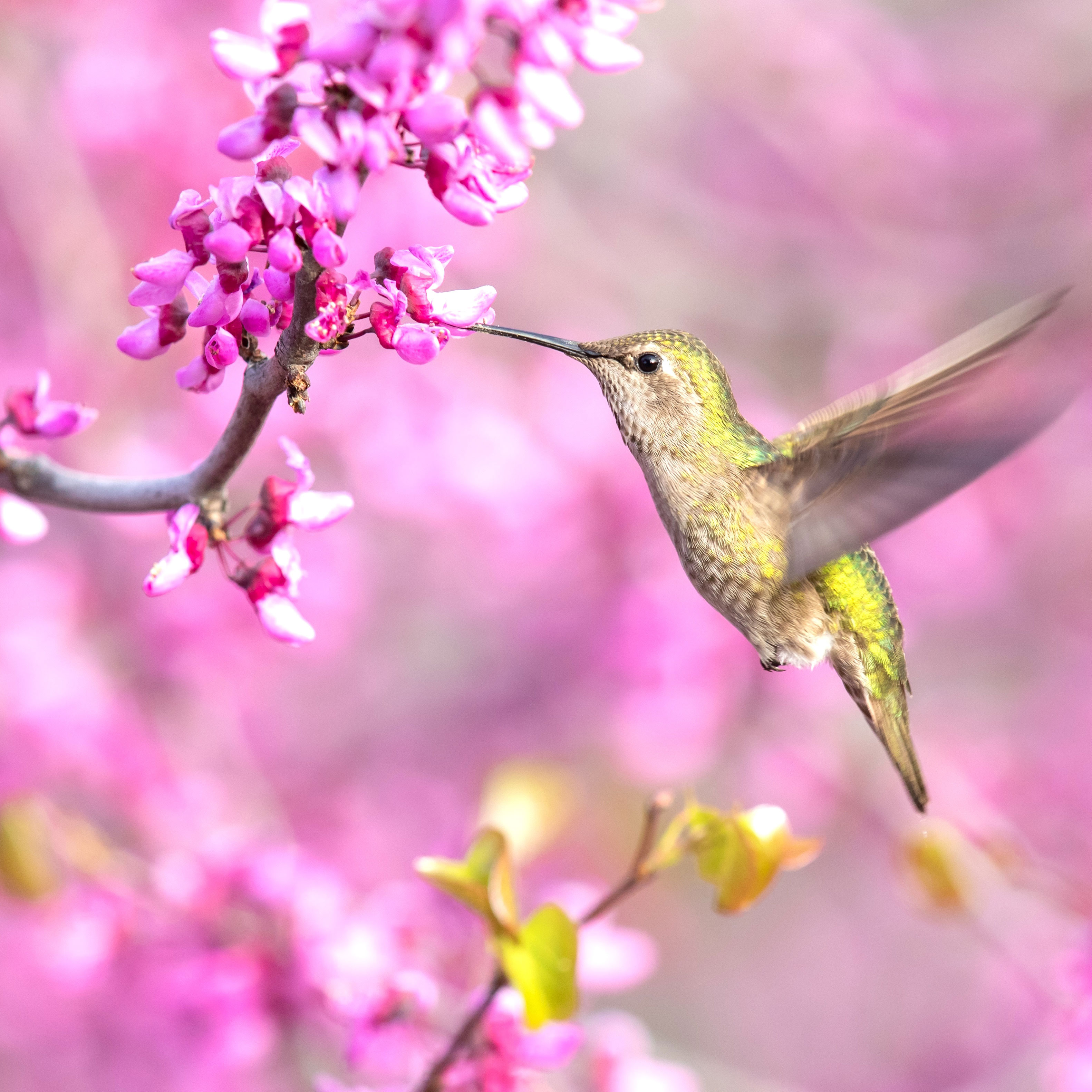 green hummingbird hovering near pink flowers