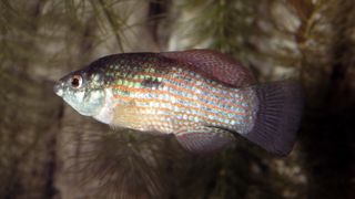 American Flagfish