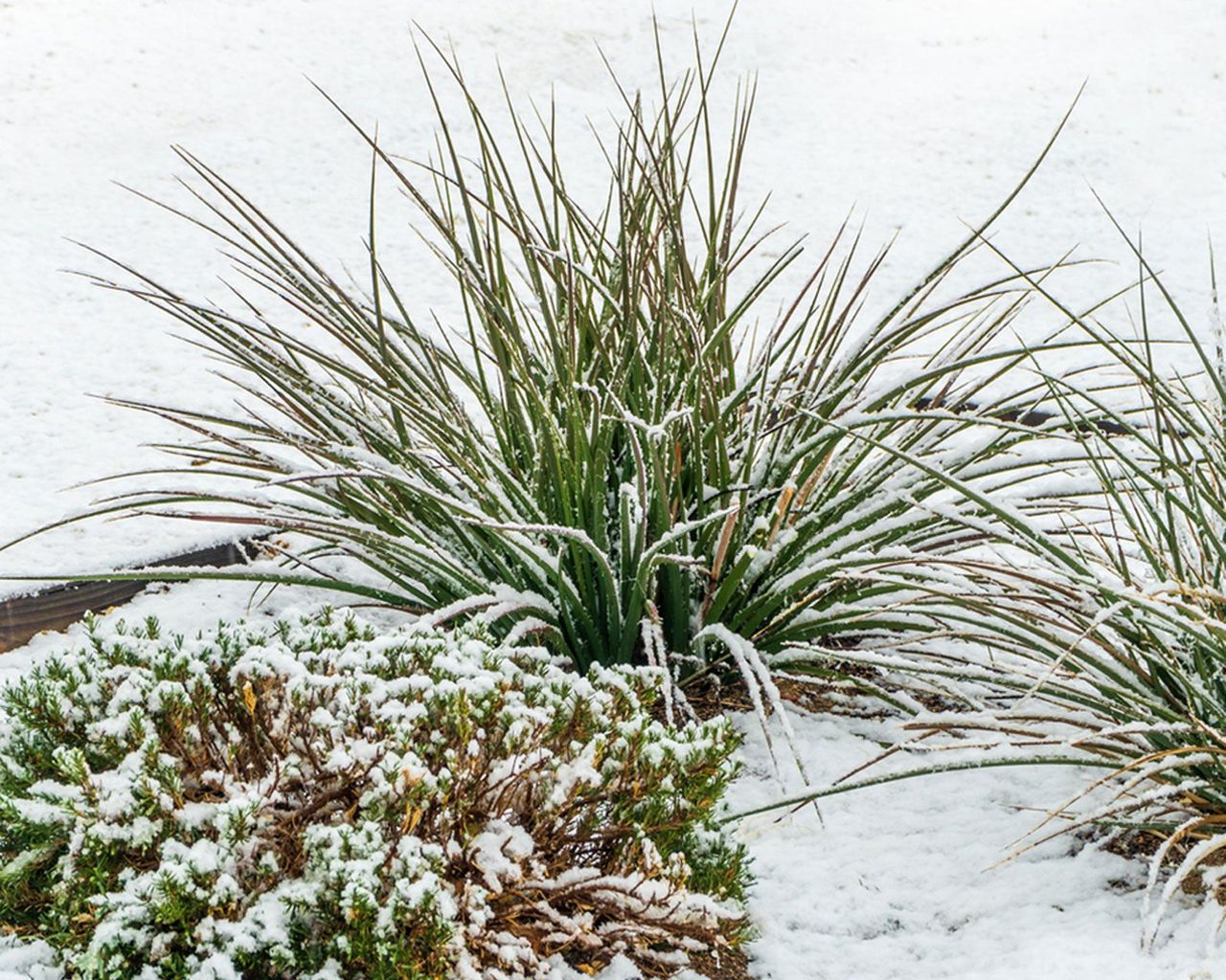 Plants Covered In Snow