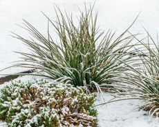 Plants Covered In Snow
