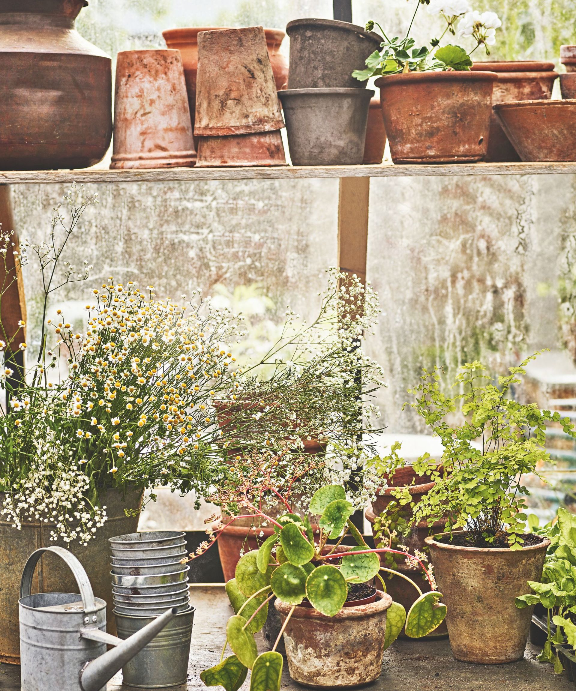 Stacked plant pots on a shelf in a greenhouse with terracotta plant pots filled with plants below, with a metal watering can
