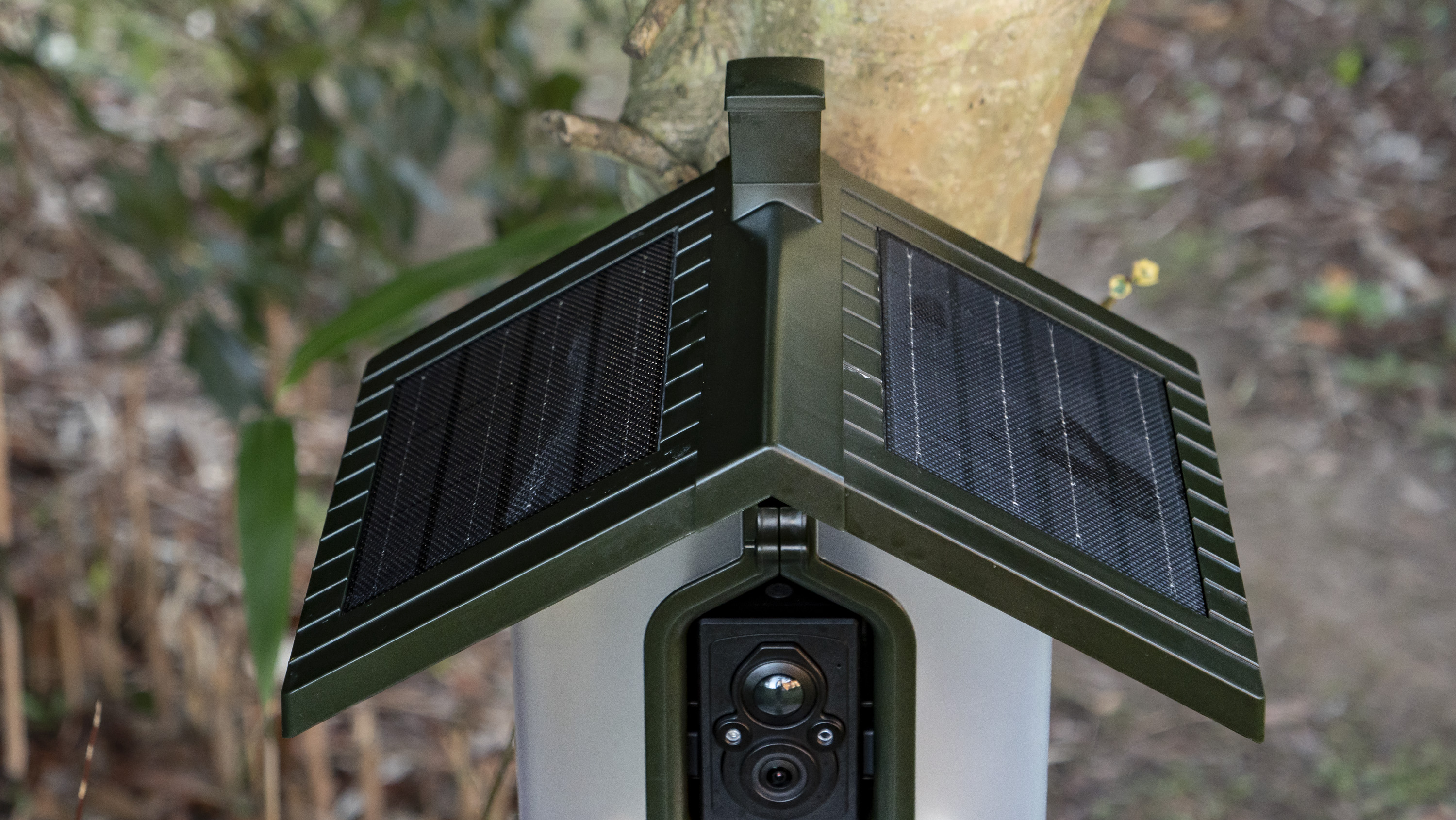 FeatherSnap Bird Feeder camera strapped around a tree with bamboo backdrop