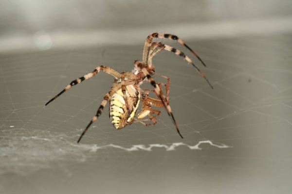 Magistraat cliënt Wees tevreden Male Spiders Let Mates Eat Them for Kids' Sake | Live Science