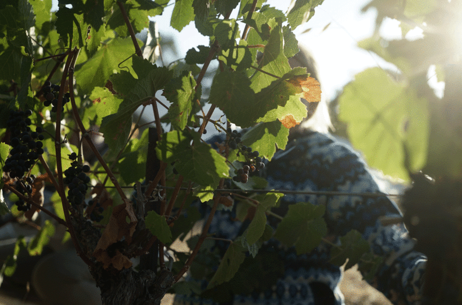 image of a vineyard worker through the vines in Paso Robles.
