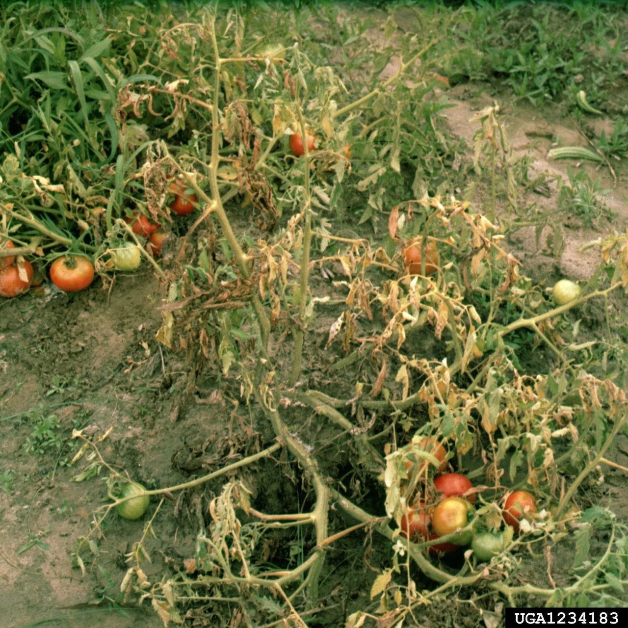 Southern Blight Disease On Tomato Plants