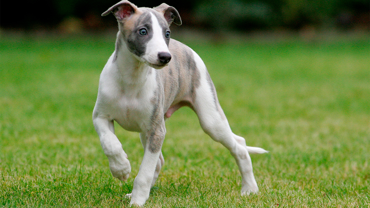 Cute whippet puppy