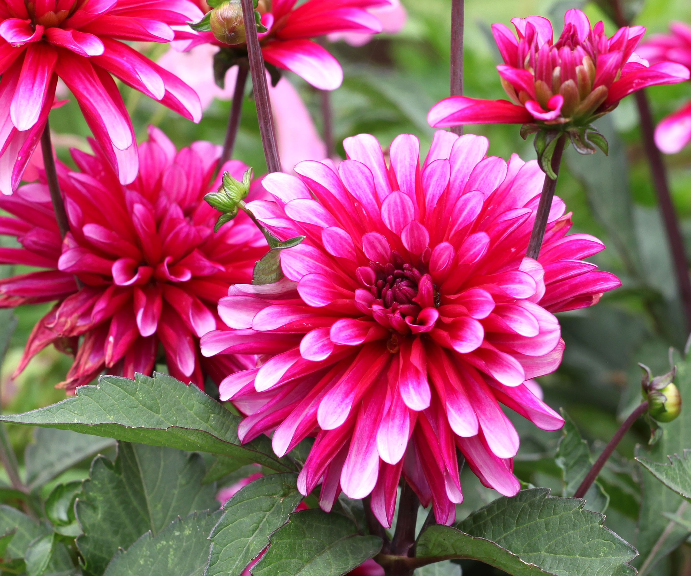 dahlia Gallery Art Nouveau flowers in full bloom