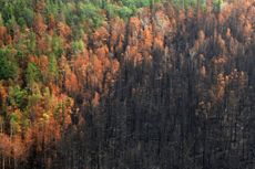 Wildfires in Siberia.