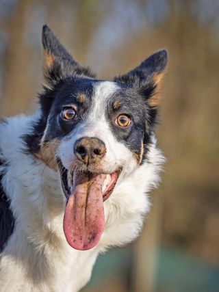 Look out for facial expressions as the dog runs