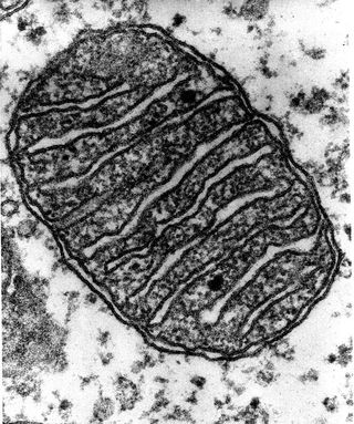 Mitochondria are organelles that convert energy from our food into ATP, or adenosine triphosphate, to power biochemical reactions.