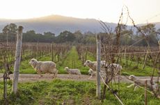 South America wines 2025