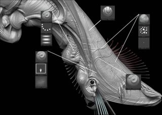 Build up surface texture such as veins using a variety of tools