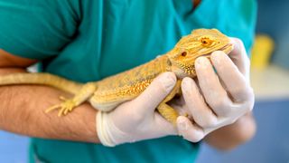 Bearded dragon being held at the vets