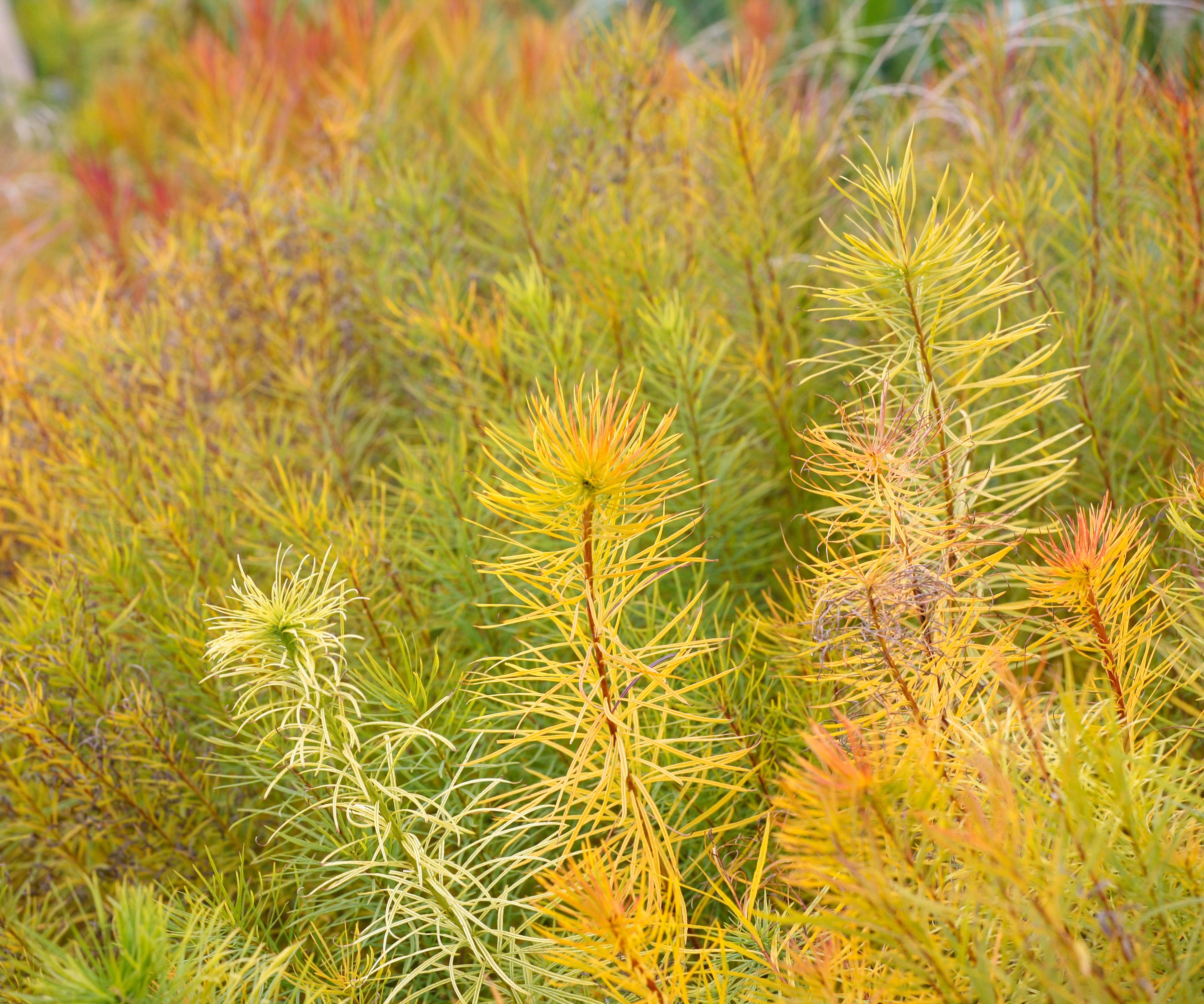 Arkansas blue star in fall