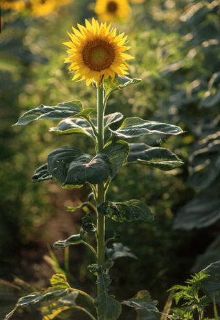 sunflower at the end of summer