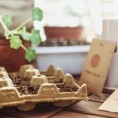 egg box as a seedling container