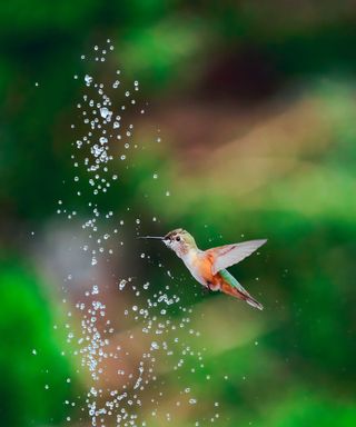 hummingbird and water fountain