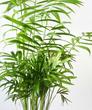 Close-up of healthy parlor palm leaves, which are green, thin and finger-like in front of white wall