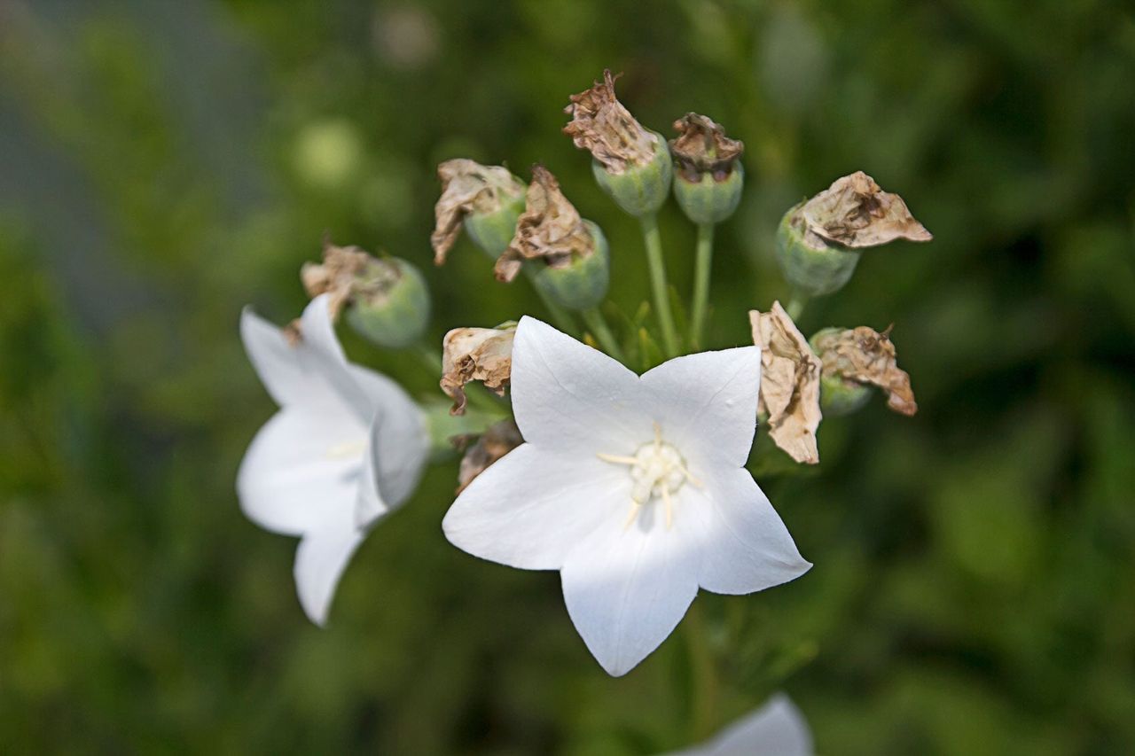 2 White Balloon Flowers