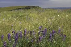 Zumwalt Prairie