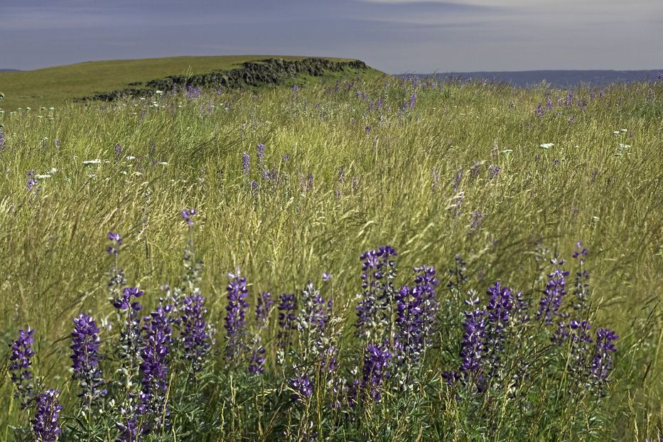 Zumwalt Prairie