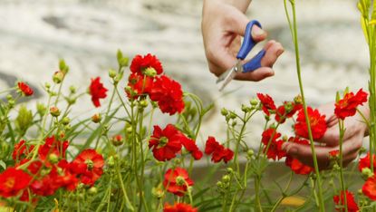 Red flowers in a garden