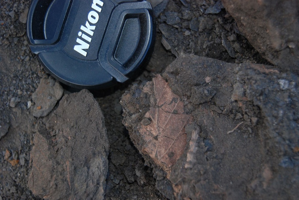Researchers have found mummified leaves in the sediment at the Quttinirpaaq National Park mummified forest deposit.