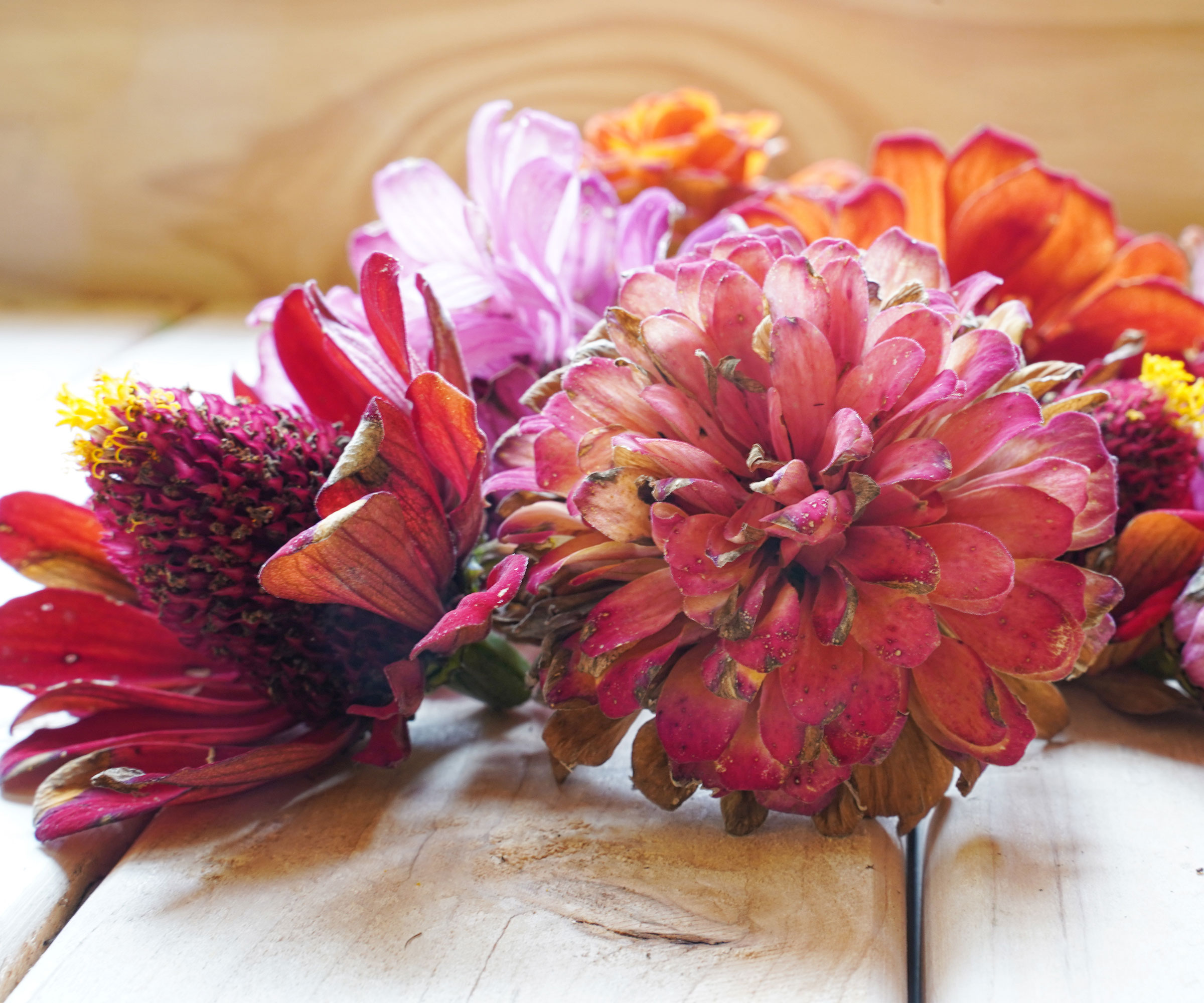 faded zinnia flowers on work surface