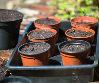 Plastic pots being used for propagation