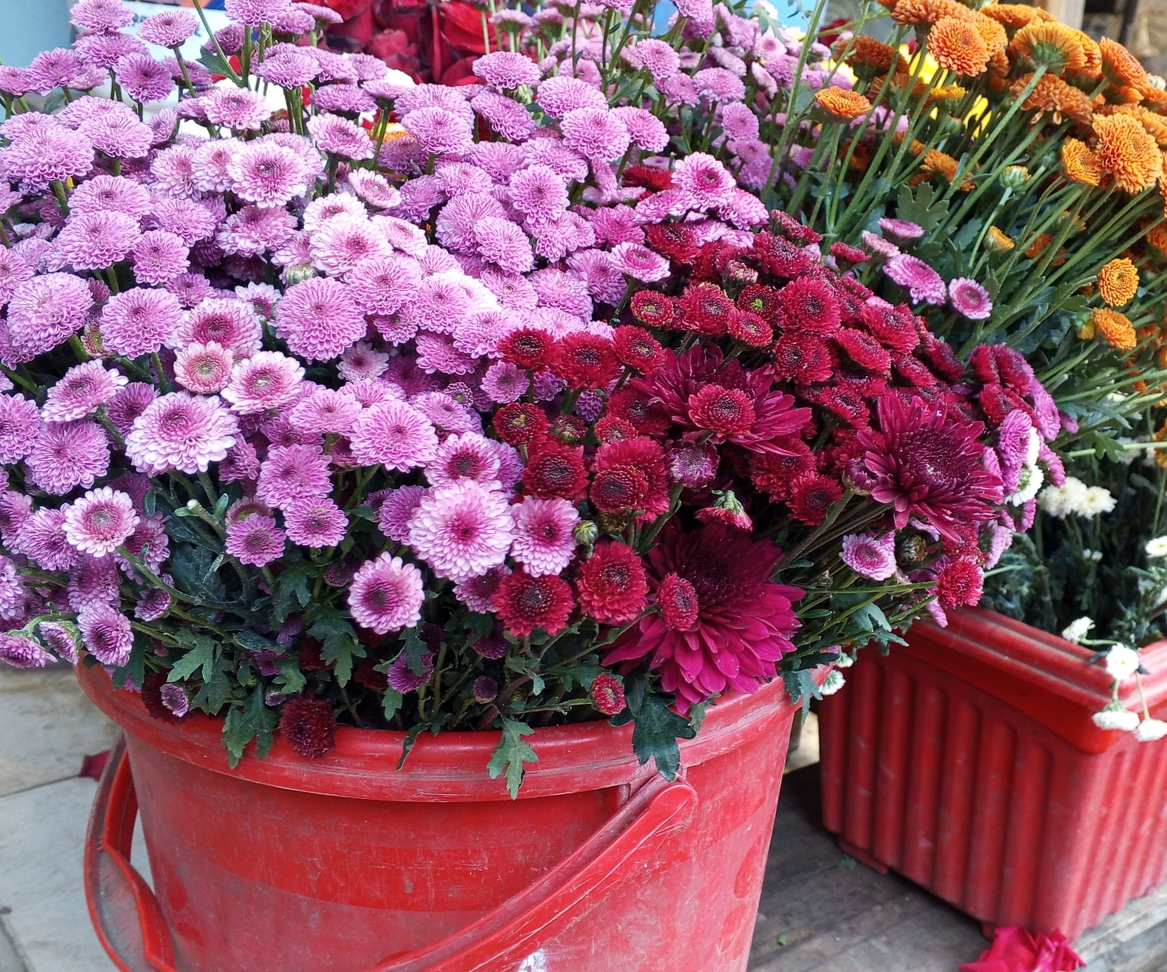 potted mums with pink and red and orange flowers
