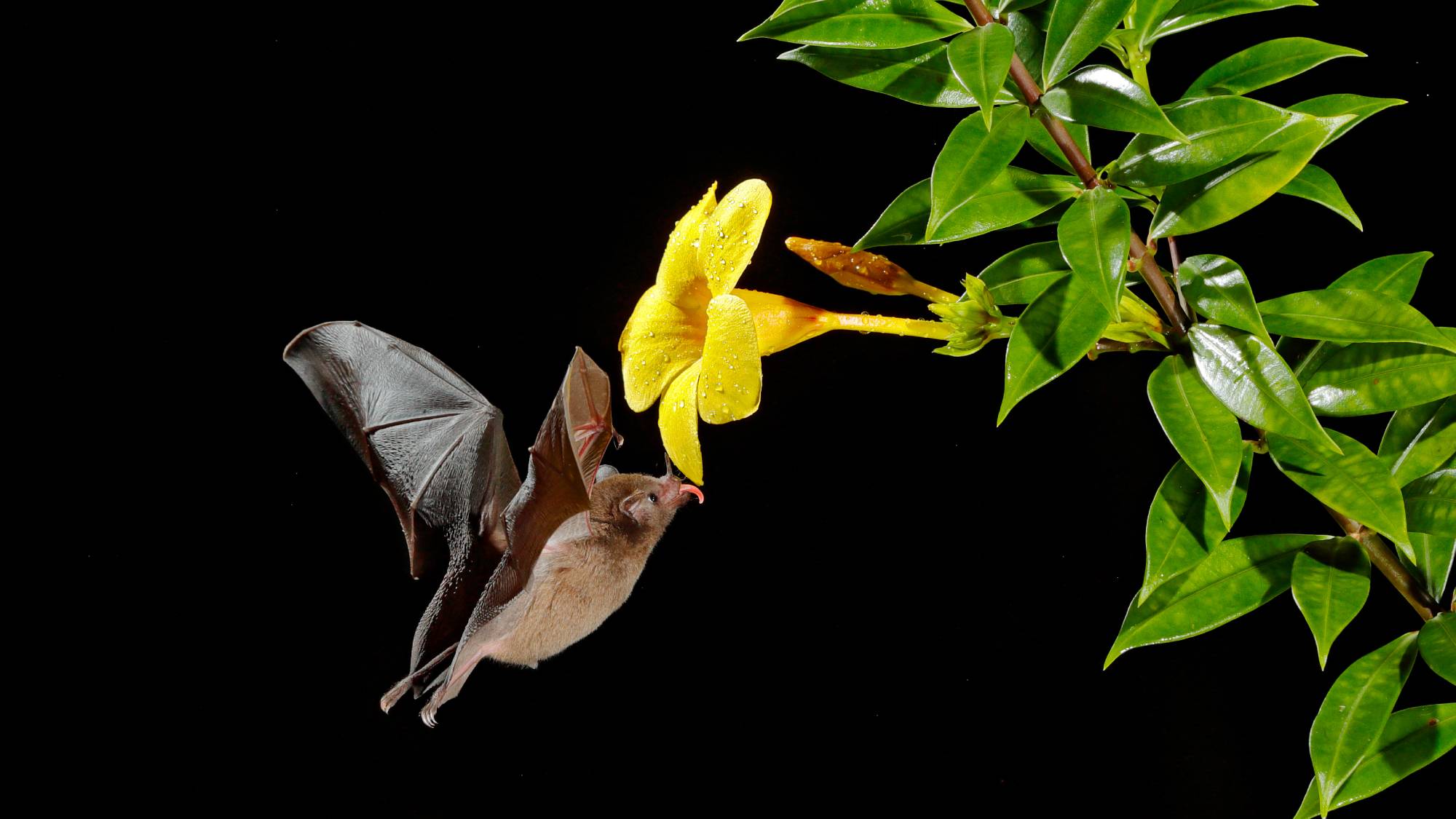 Bat flying toward a yellow flower with its tongue sticking out