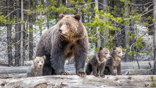 Bear with three cubs at Yellowstone National Park, USA