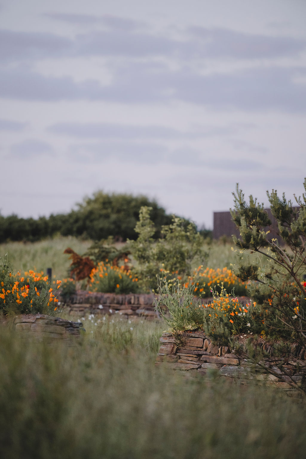 Cornish eco-cabin site by Darren Hawkes, leafy flowering meadow