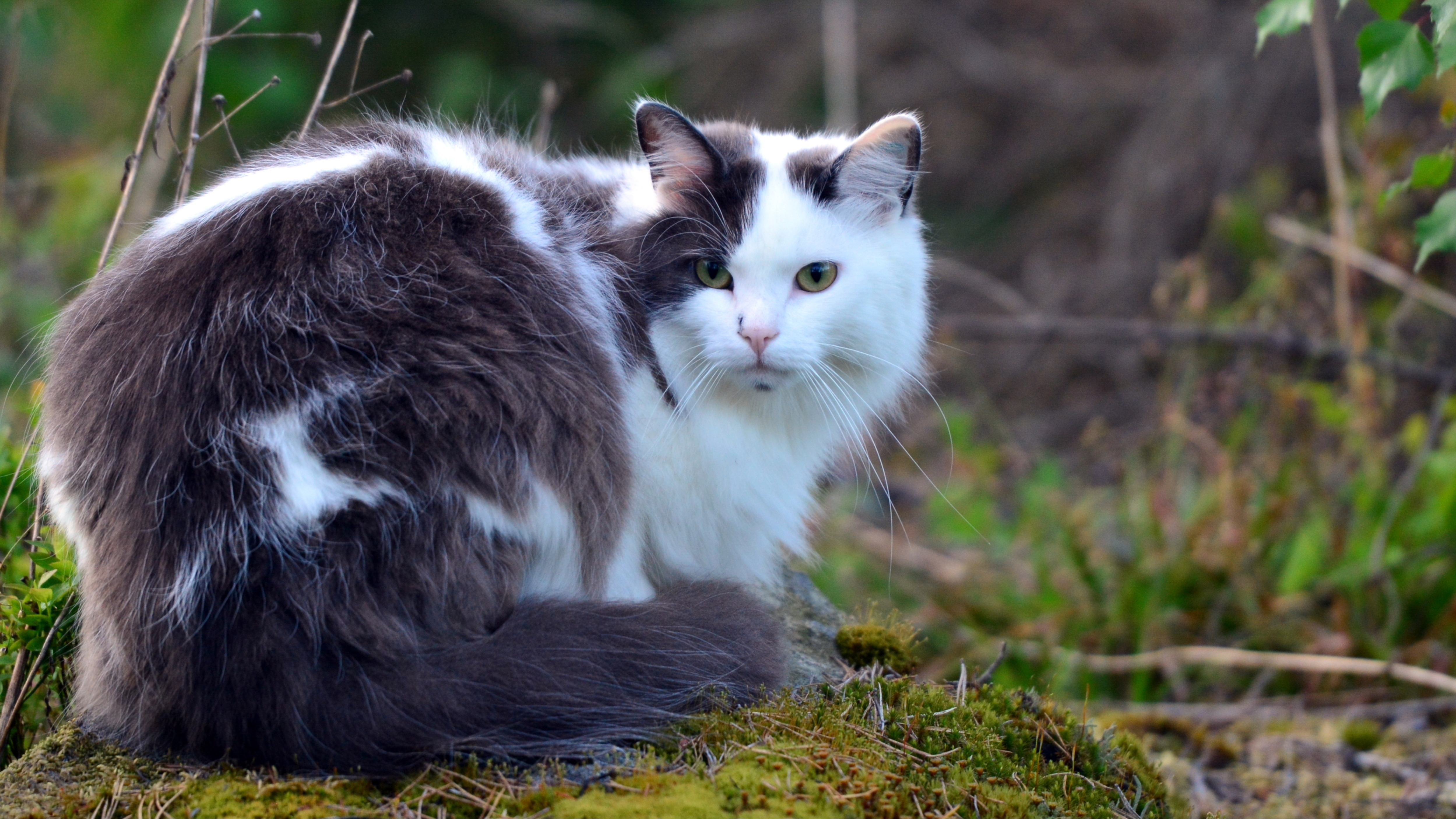 Norwegian Forest Cat