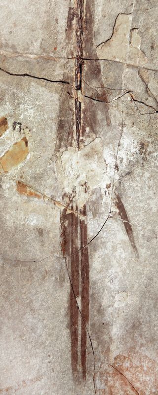 Long tail feathers fossilized in rock