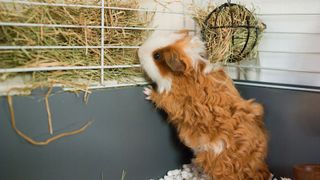 Guinea pig eating grass and hay while in a cage