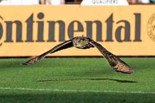 An owl flying over a sports field.