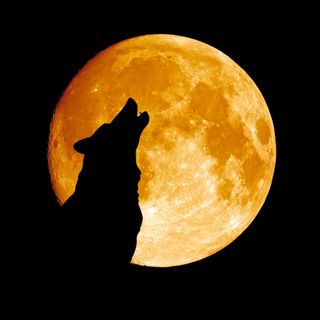 full moon wolf