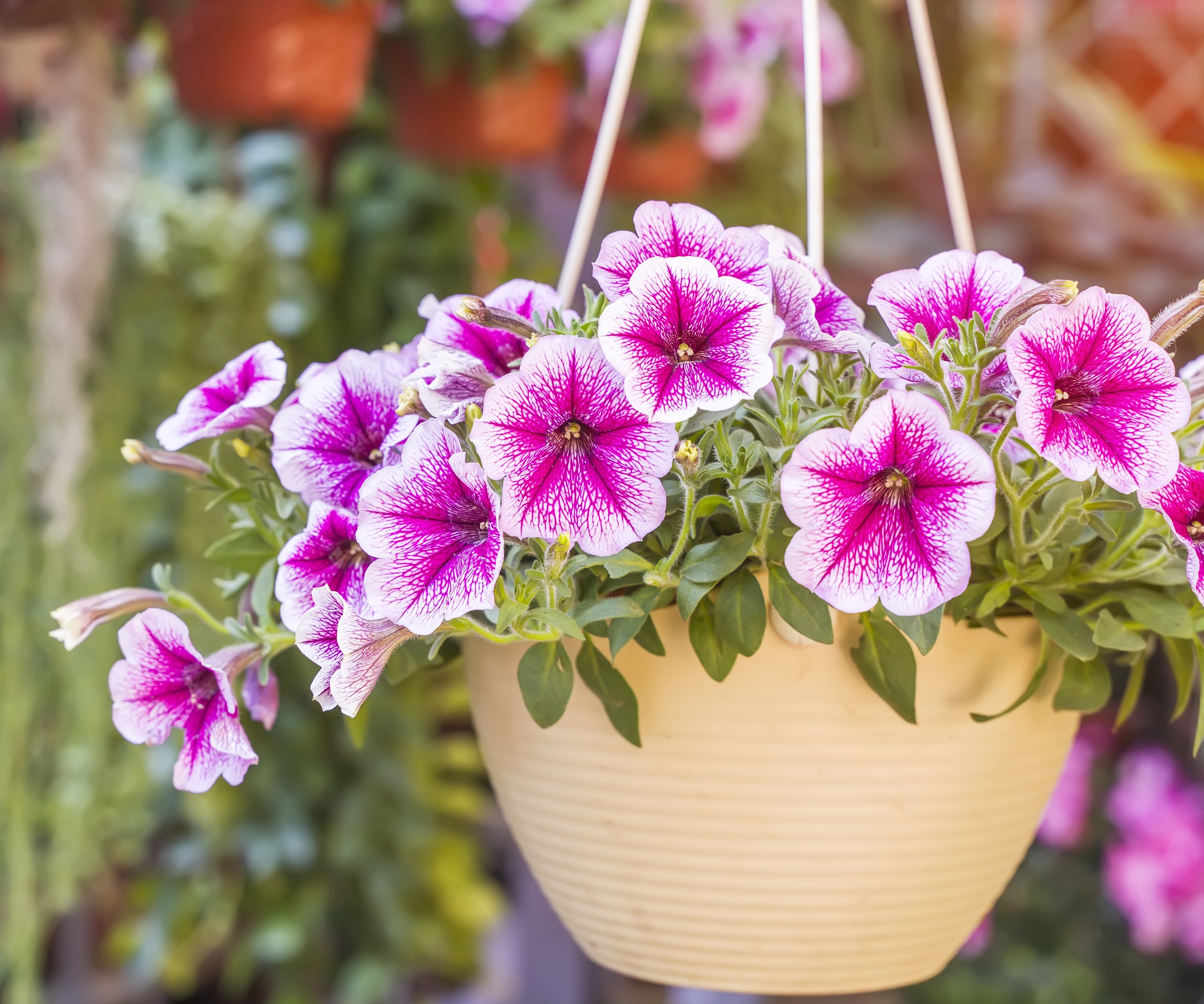 Petunias in hanging basket