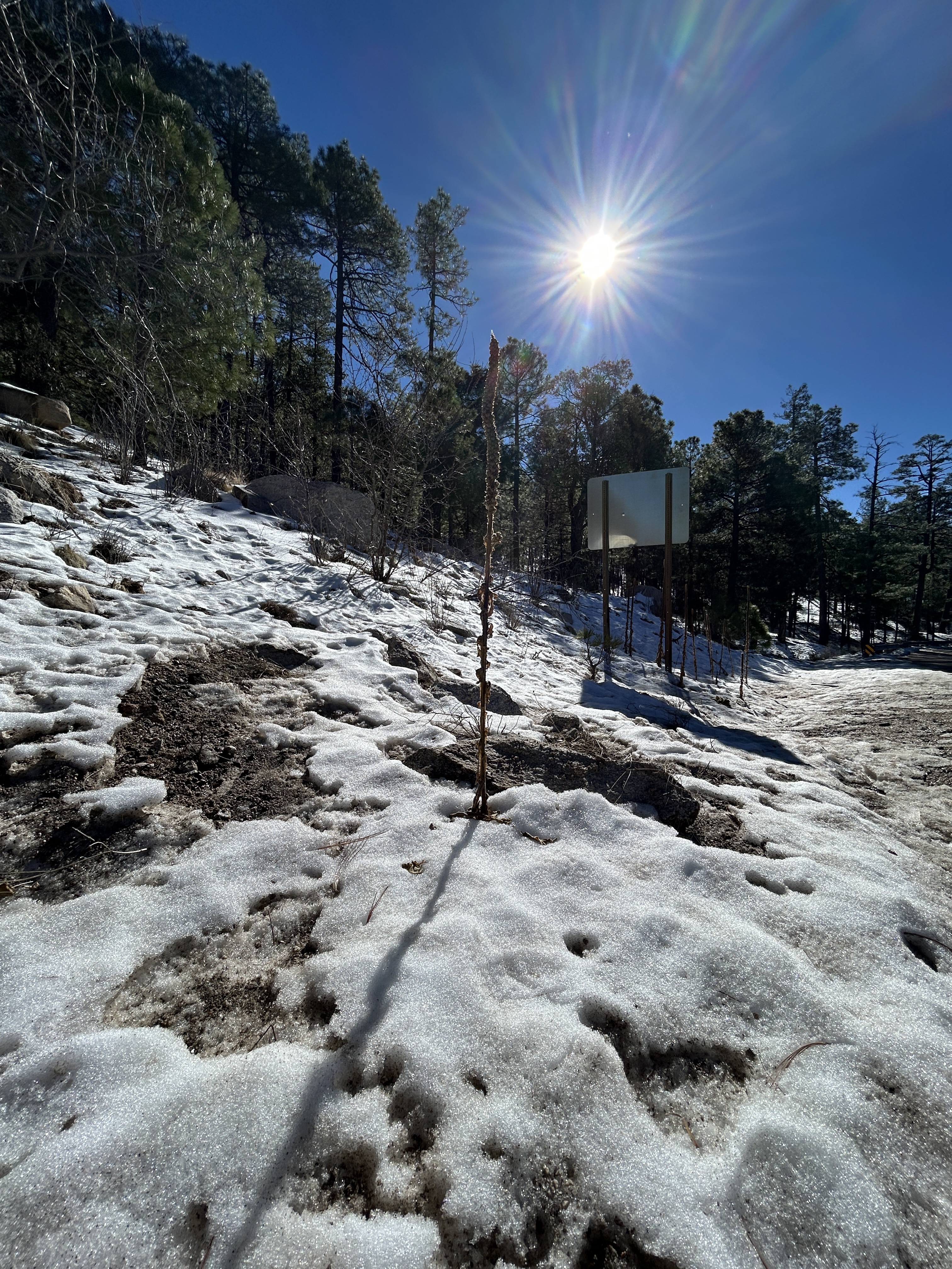 GuruShots - February 2026