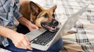 A German Shepherd looking at the Amazon prime day dog deals on laptop